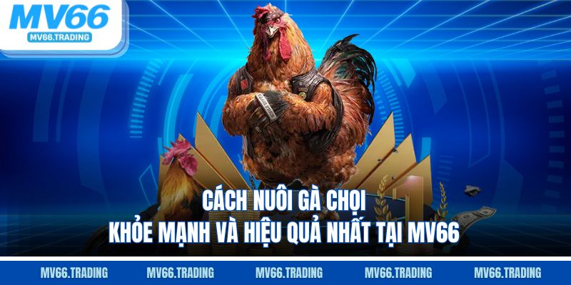 Cách nuôi gà chọi khỏe mạnh và hiệu quả nhất tại mv66