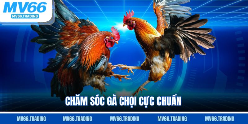 Chăm sóc gà chọi cực chuẩn