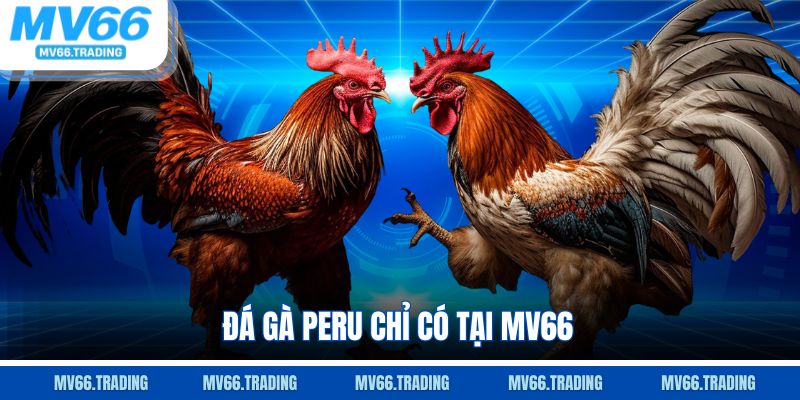 Đá gà Peru chỉ có tại Mv66