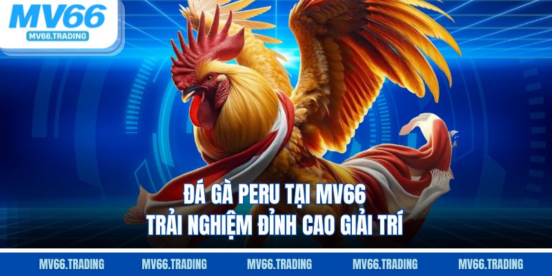 Đá gà peru tại mv66 trải nghiệm đỉnh cao giải trí