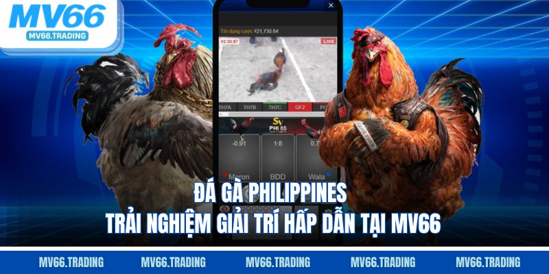 Đá gà philippines – trải nghiệm giải trí hấp dẫn tại mv66