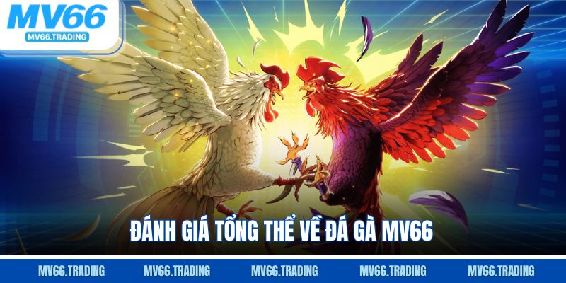 Đánh giá tổng thể về đá gà MV66