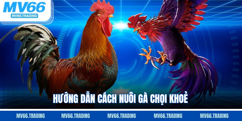 Hướng dẫn cách nuôi gà chọi khoẻ