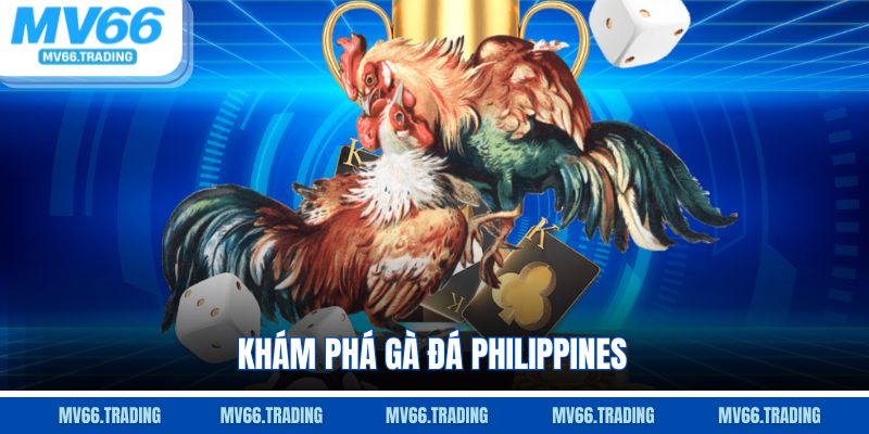 Khám phá gà đá Philippines
