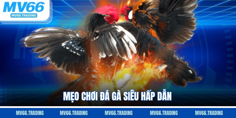 Mẹo chơi đá gà siêu hấp dẫn