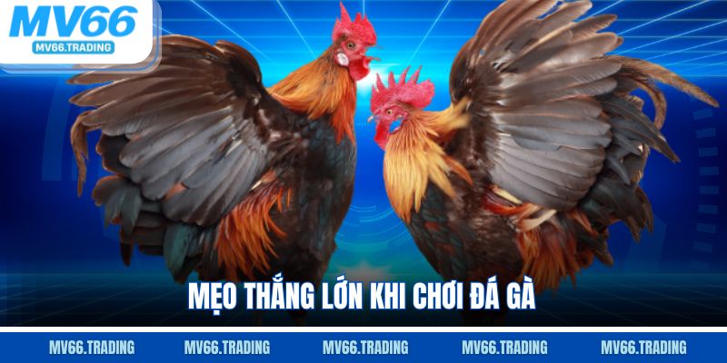 Mẹo thắng lớn khi chơi đá gà