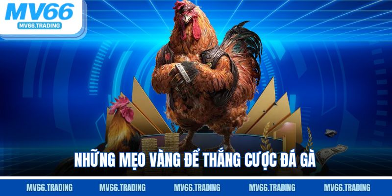 Những mẹo vàng để thắng cược đá gà